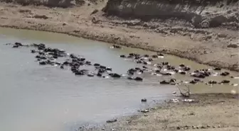 Sıcaktan bunalan mandalar nehirde serinletiliyor