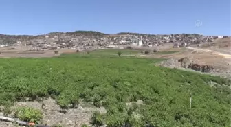 Kilis haber! Kilis'te tersine göç başlatan kırmızı biberde hasat ve kurutma mesaisi