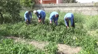 Öğretmen ve öğrenciler yetiştirdikleri ürünleri ihtiyaç sahiplerine dağıtıyor