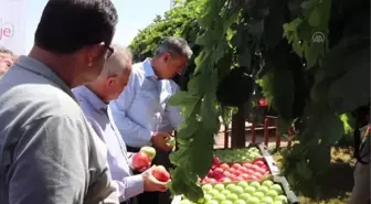 Karaman Valisi Tuncay Akkoyun elma hasadına katıldı