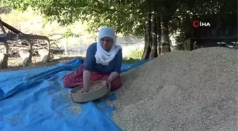 Malatya haber! Malatya'da 'bulgur' telaşı