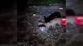 Tilkiyi sosisle besledi, o anları kayda alarak ölümsüzleştirdi