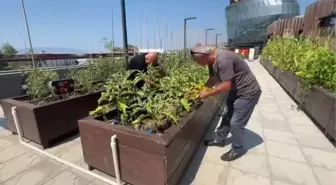 Alışveriş merkezinden çıkan atıkları gübre yapıp sebze yetiştiriyorlar (2)