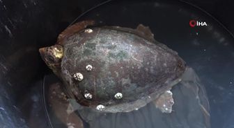 Başından yaralanan caretta caretta tedavi altına alındı