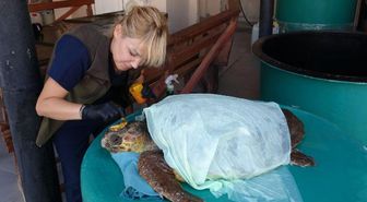 Çanakkale haber | ÇANAKKALE - Gökçeada'da yaralı bulunan caretta caretta tedaviye alındı