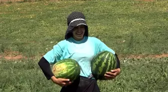 Kırıkkale haberi... Delice karpuzunda hasat sevinci