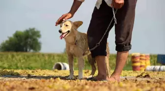 Geçmişte tüfekle korunan üzüm bağları eğitimli köpeklere emanet