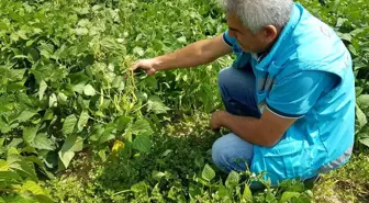 Kütahya ekonomi haberi: Şaphane'de 'Nadasa elveda' projesi