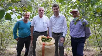 Son dakika gündem: ERBAA FINDIĞINDA HASAT ZAMANI