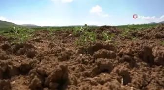 Antalya Büyükşehir'in Tohum Desteği Sağladığı Gazipaşalı Üreticiler Nohutlarını Hasat Etti