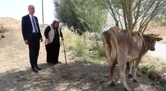 TEK GEÇİM KAYNAĞI İNEĞİ ÖLEN KADINA YENİSİ ALINDI