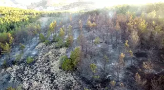 Yozgat'ta orman yangını kontrol altına alındı