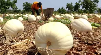 Avokado bahçesinde tonlarca kabak yetiştirdi