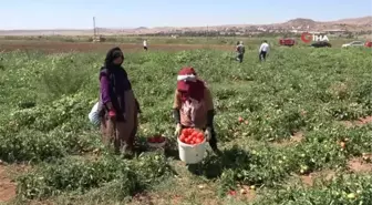 İşçi bulamayan üretici: 'Bizimkiler iş beğenmiyor, iyi ki mülteciler var'