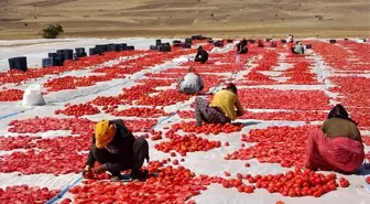 Bitlis haber | Bitlis'ten Amerika ve Avrupa'ya kurutulmuş domates ihracatı