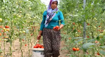 Kadın girişimci, devlet desteğiyle kurduğu serayla aile bütçesine katkı sağlıyor