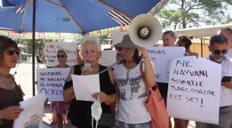 Muğla yerel haberleri | Muğla Akyaka'da Hayvanseverler Zehirlenen Kediler İçin Eylem Yaptı