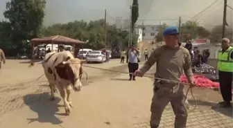 Son dakika haberi... Gülnar ilçesindeki orman yangınında gebe inek 'Sarıkız'ı komandolar kurtardı