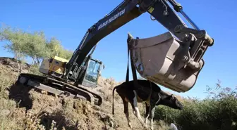 Dere yatağında mahsur kalan inek kurtarıldı