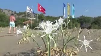 Son dakika haber: Muğla sahillerini kum zambakları süslüyor