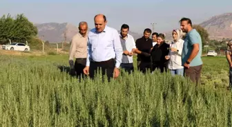 Tıbbi bitki üretimi artıyor