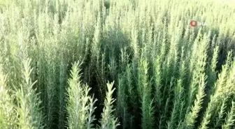 Tıbbi bitki üretimi artıyor