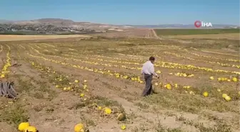 Kuruyemişten kozmetiğe geniş bir kullanım alanına sahip olan kabak çekirdeğinin hasadı başladı