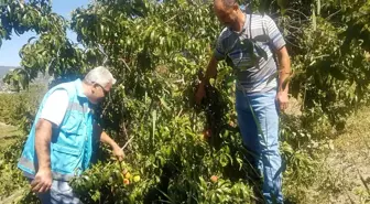 Kütahya ekonomi haberi... Şaphane'de ceviz ağaçlarının fenelojik gözlemleri ile hastalık ve zararlı kontrolleri