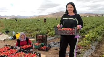 Bayburt haber | Ziraat mühendisiyken öğrendiği tekniklerle Bayburt'ta çilek yetiştiricisi oldu siparişlere yetişemiyor