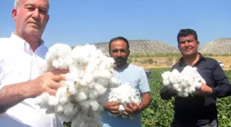 Araban'da pamuk hasadına başlandı