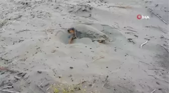 Kaplumbağaların varlığı deniz suyunun temiz olduğunu gösteriyor