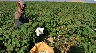 Afganistan'da Pamuk Hasadı Başladı