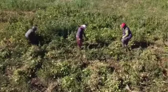 Konya haberleri... Konya'nın ata tohumuyla üretilen tescilli fasulyesi Avrupa sofralarında (2)