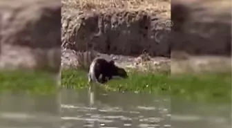 Şırnak gündem haberi... Şırnak'ta su samuru görüntülendi