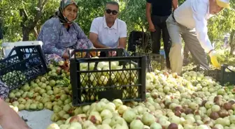 Aydın haberleri | Efeler'in tek kapama hünnap bahçesinde hasat heyecanı