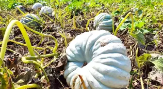 Kızılinler'in bal kabağı Türkiye'nin farklı yörelerindeki sofraları süslüyor