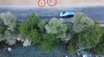 Milli parktaki yaban hayvanları, araçlar ve piknikçiler nedeniyle suya ulaşamıyor