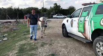 Atını darp eden adam gözaltına alındı