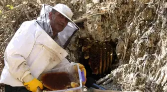 Cilo Dağı eteklerinden Norveç'e kilosu 2 bin 500 TL'den kaya balı satıyor