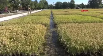 EDİRNE'DE ÇELTİK ALIM FİYATI, BEKLENTİYE YAKIN BULUNDU