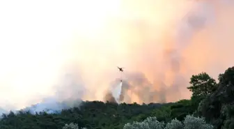 Son dakika haber! Muğla'daki yangında 50 hektar alan zarar gördü