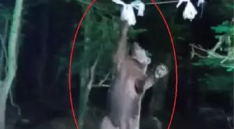 Ayı, kampçıların yiyeceklerini yedi - Yeniden