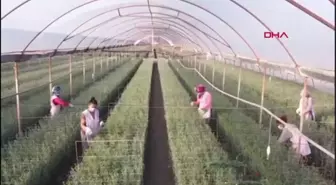 Turkish Cargo, Kraliçe Elizabeth'in cenazesi için İngiltere'ye çiçek taşıyor