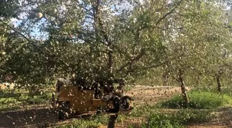 Manisa haberi! Salihli'de badem hasadı başladı