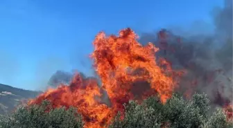 Tekirdağ haberi! Tekirdağ'da 50 dönüm zeytinlik yandı