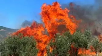 Tekirdağ haber... Tekirdağ'da çıkan yangında 50 dönüm zeytinlik alan zarar gördü