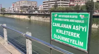 Asi Nehri'ni kaplayan su sümbülleri temizleniyor