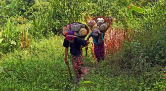 Bangladeş'te Bal Kabağı Hasadı