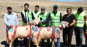 Malatya haberi | Malatya'da koç katım şenliği düzenlendi