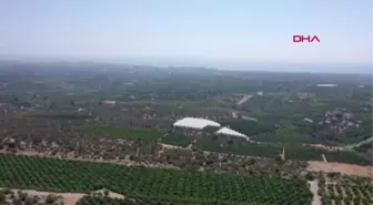 ERDEMLİ'DE LİMON HASADI BAŞLADI